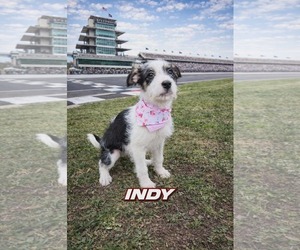 Poodle (Standard)-Staffordshire Bull Terrier Mix Dogs for adoption in Clarkston, MI, USA