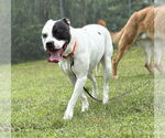 Small #6 American Pit Bull Terrier Mix