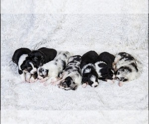 Australian Shepherd Litter for sale in Niagara-On-The-Lake, Ontario, Canada