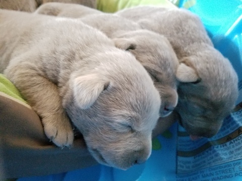Medium Photo #1 Labrador Retriever Puppy For Sale in ADKINS, TX, USA