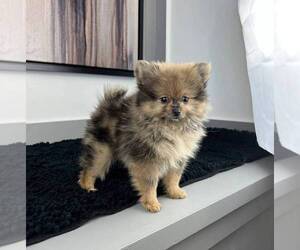 Pomeranian Puppy for sale in FRANKLIN, IN, USA