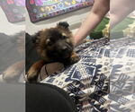 Small #2 German Shepherd Dog