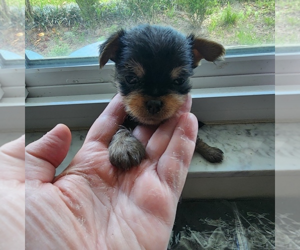 Medium Photo #3 Chihuahua Puppy For Sale in OCALA, FL, USA