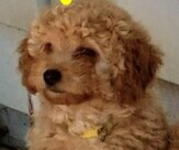 Medium Photo #3 Goldendoodle mix (+ Poodle Miniature) Puppy For Sale in MOORESVILLE, IN, USA
