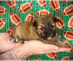 Small Photo #2 Morkie Puppy For Sale in WINNSBORO, LA, USA
