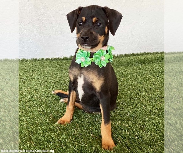 Medium Photo #4 Rat Terrier-Unknown Mix Puppy For Sale in San Diego, CA, USA