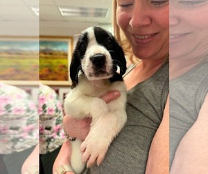 Anatolian Shepherd-Unknown Mix Dogs for adoption in Holly Springs, NC, USA