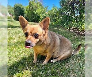 Penny - Female Chihuahua Dog for Adoption - Photo #4
