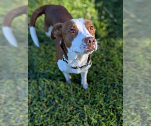 Medium Photo #3 Rat Terrier-Unknown Mix Puppy For Sale in Holly Springs, NC, USA