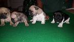 Small Photo #1 French Bulldog Puppy For Sale in ELLABELL, GA, USA