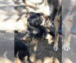 Small Photo #7 German Shepherd Dog Puppy For Sale in EAGLE CREEK, OR, USA
