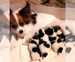 Mother of the Papillon puppies born on 10/30/2023