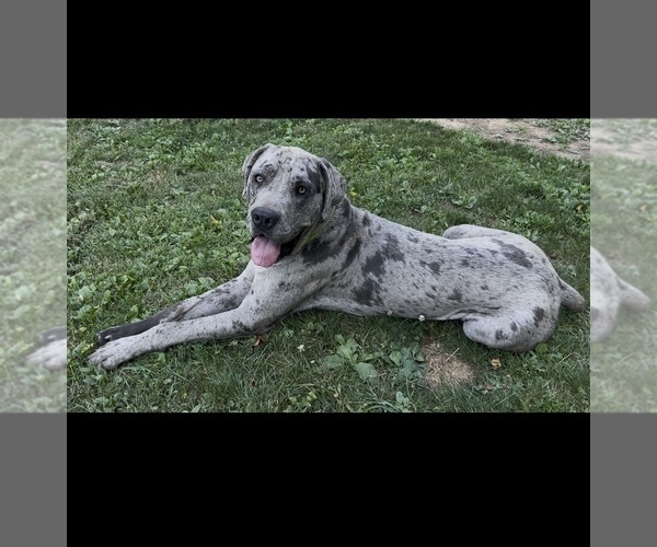 Medium Photo #3 Cane Corso-Daniff Mix Puppy For Sale in CHESAPEAKE, OH, USA