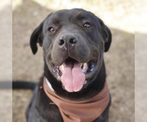 Labrador Retriever-Unknown Mix Dogs for adoption in San Antonio, TX, USA