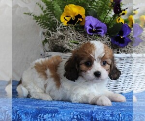 Cavachon Puppy for sale in GORDONVILLE, PA, USA