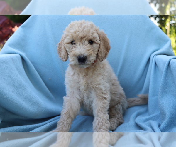 Medium Photo #2 Goldendoodle (Miniature) Puppy For Sale in SHILOH, OH, USA