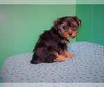 Small Photo #2 Yorkshire Terrier Puppy For Sale in PATERSON, NJ, USA