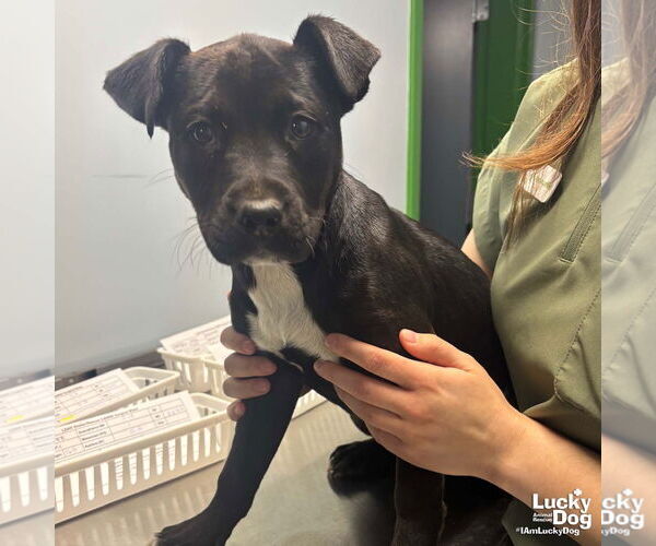 Medium Photo #2 Retriever -Unknown Mix Puppy For Sale in Washington, DC, USA