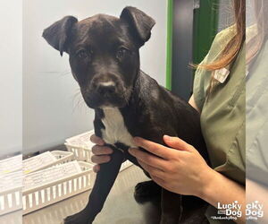 Retriever -Unknown Mix Dogs for adoption in Washington, DC, USA