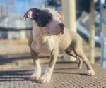 Small Photo #17 American Pit Bull Terrier Puppy For Sale in TRENTON, NJ, USA