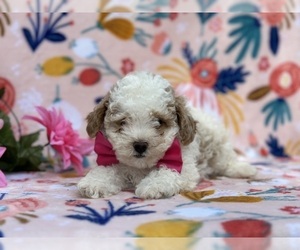 YorkiePoo Puppy for sale in LANCASTER, PA, USA