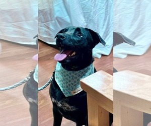 American Pit Bull Terrier-Unknown Mix Dogs for adoption in Germantown, OH, USA