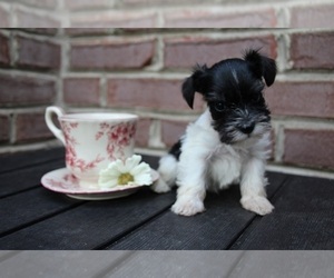 Schnauzer (Miniature) Puppy for sale in KINGSPORT, TN, USA