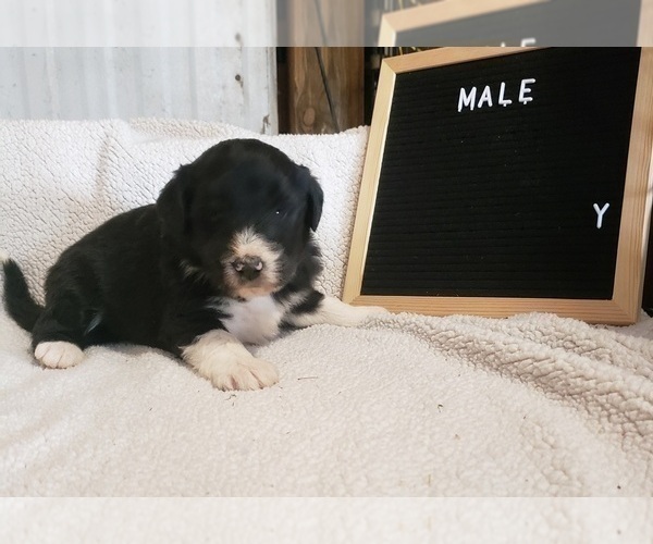 Medium Photo #1 Aussiedoodle Puppy For Sale in DERBY, IA, USA