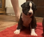 Puppy Puppy 8 American Pit Bull Terrier