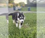 Small #3 Siberian Husky