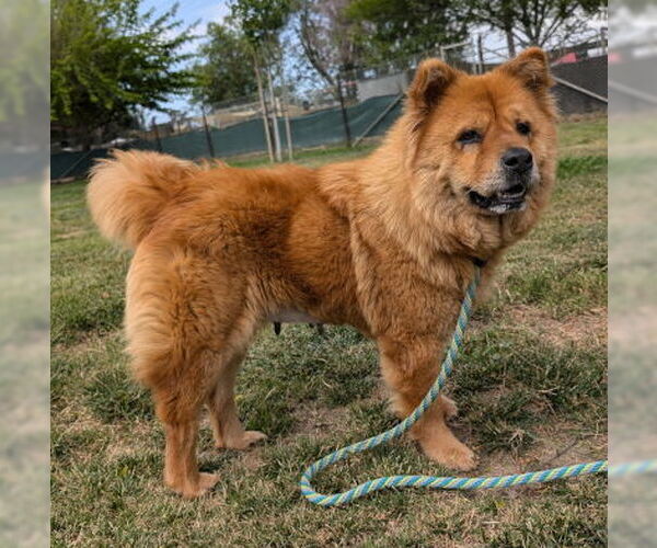Medium Photo #1 Chow Chow Puppy For Sale in Ventura, CA, USA