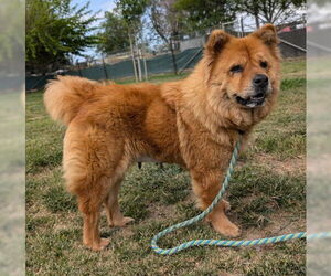 Chow Chow Dogs for adoption in Ventura, CA, USA