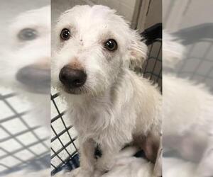 Mutt Dogs for adoption in Conroe, TX, USA