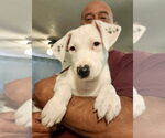 Small #3 American Pit Bull Terrier-Border Collie Mix