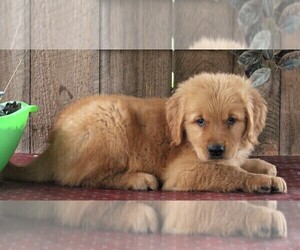 Golden Retriever Puppy for sale in FREDERICKSBURG, OH, USA
