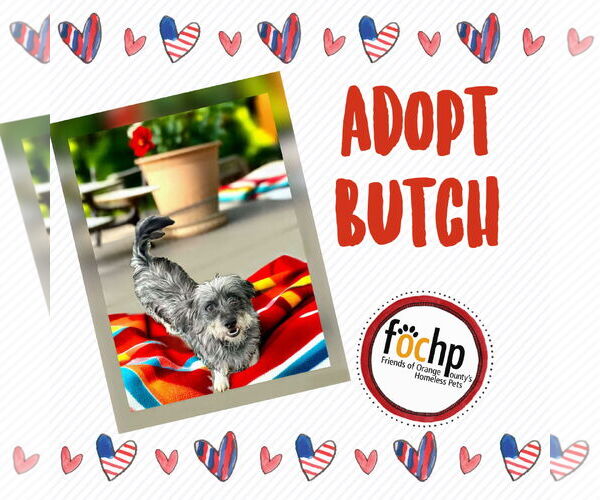 Medium Photo #2 Dachshund Puppy For Sale in Menifee, CA, USA