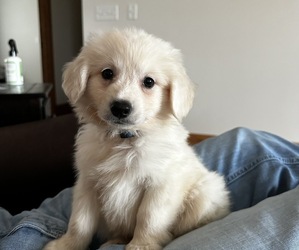 Pookimo Puppy for sale in JANESVILLE, IA, USA