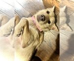 Small #6 Chow Chow-Labrador Retriever Mix