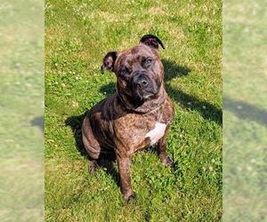 American Pit Bull Terrier Dogs for adoption in Akron, OH, USA
