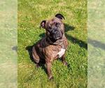 Small American Pit Bull Terrier