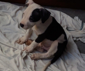 American Bully-American Pit Bull Terrier Mix Puppy for sale in LANSFORD, PA, USA