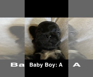 Shih Tzu Puppy for sale in ABBEVILLE, SC, USA