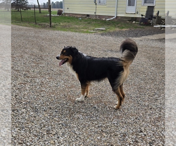 Medium Photo #1 English Shepherd Puppy For Sale in NEW CASTLE, IN, USA