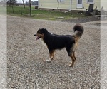 Small Photo #1 English Shepherd Puppy For Sale in NEW CASTLE, IN, USA