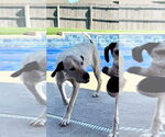 Small Great Dane Mix