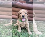 Small #2 Goldendoodle