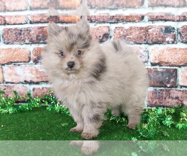 Medium Photo #1 Pomeranian Puppy For Sale in BEL AIR, MD, USA