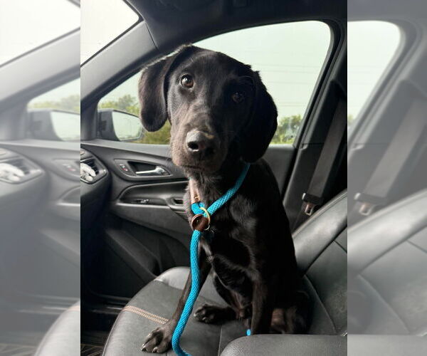 Medium Photo #1 Labrador Retriever-Unknown Mix Puppy For Sale in Evansville, IN, USA