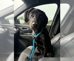 Small Labrador Retriever Mix