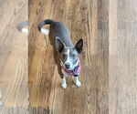 Small #6 Basenji Mix